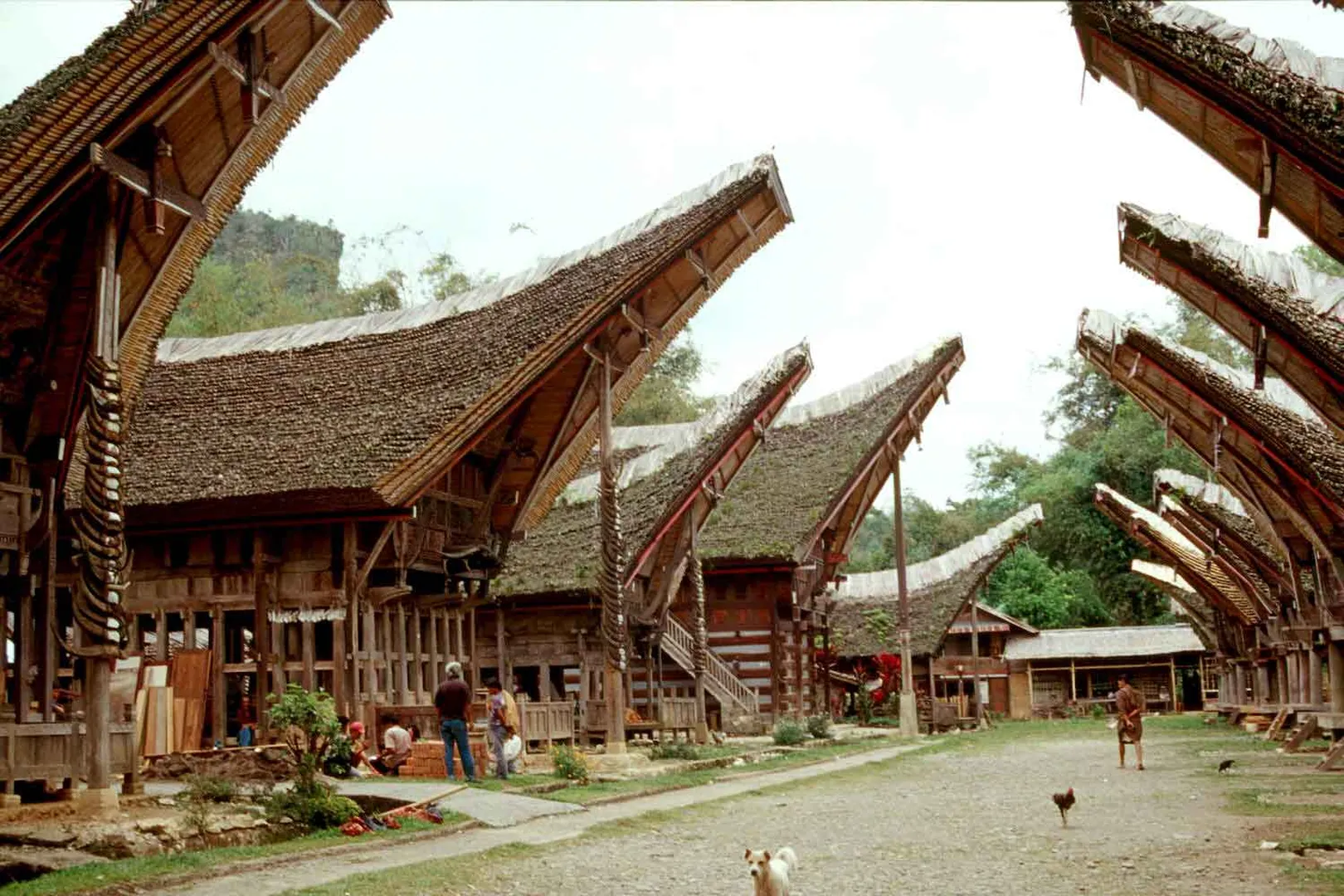 toor image